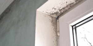 Mold growth on a window sill