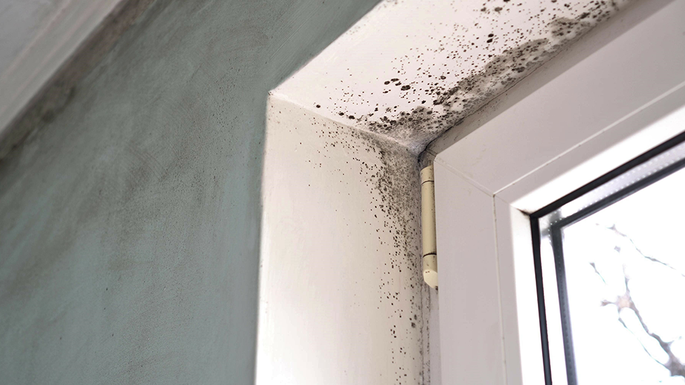 Mold growth on a window sill