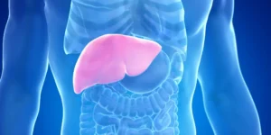 Illustration of the human liver highlighted inside the torso
