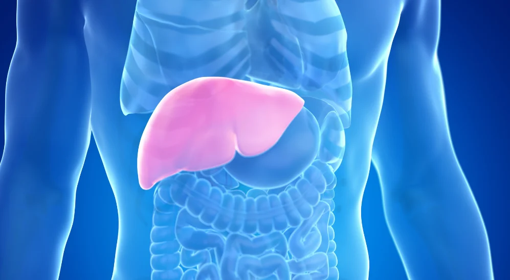 Illustration of the human liver highlighted inside the torso